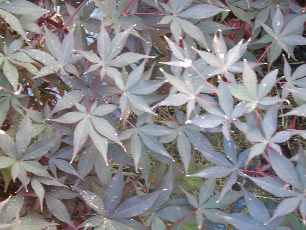 Acer palmatum 'Yubae'